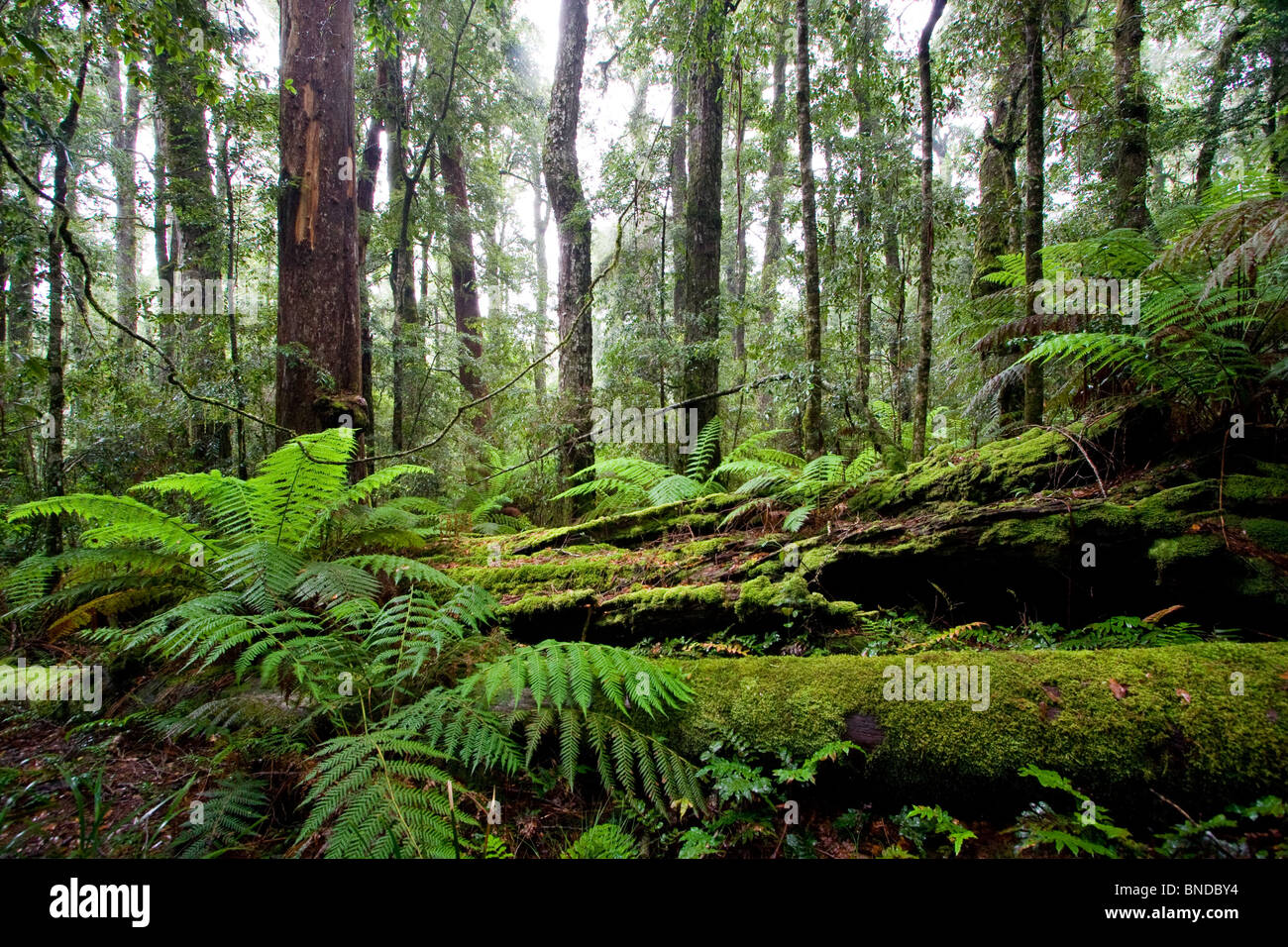 Lush Antarctic beech forest in Barrington Tops National Park, Australia Stock Photo