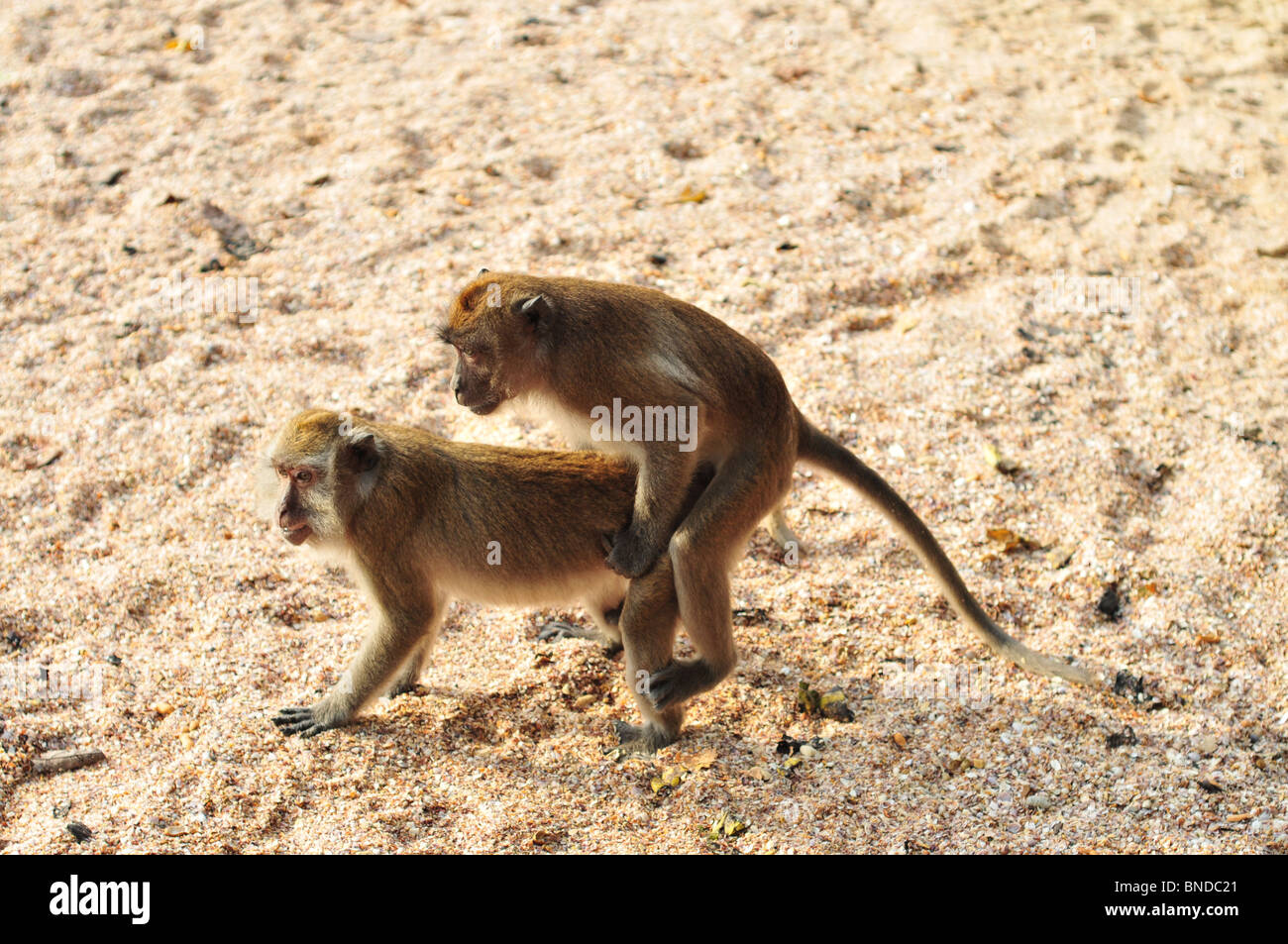 Monkey, mating monkeys, small monkeys, monkeys having sex Stock Photo -  Alamy