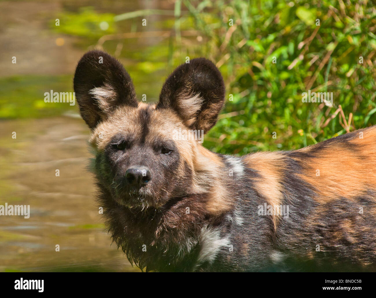 African hunting dog (Lycaon pictus) very close and staring at camera. Stock Photo
