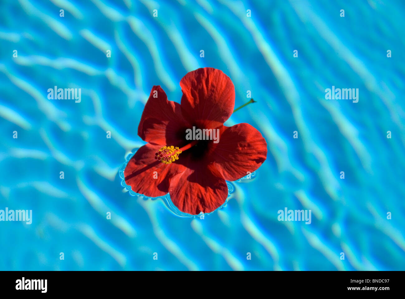 Red hibiscus flower, fallen from shrub, floats on the swimming pool surface Stock Photo