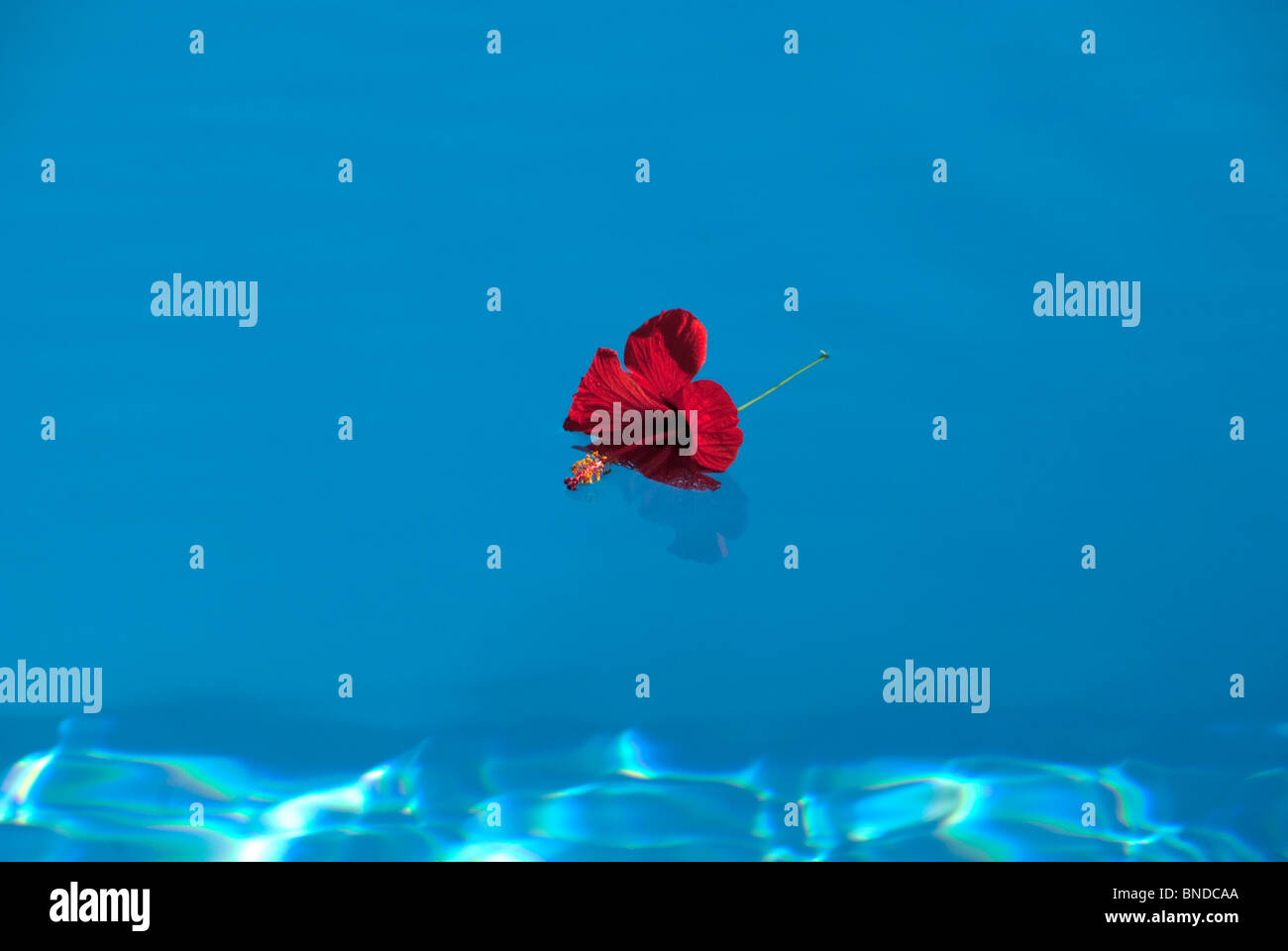 Red hibiscus flower floating in pool Stock Photo