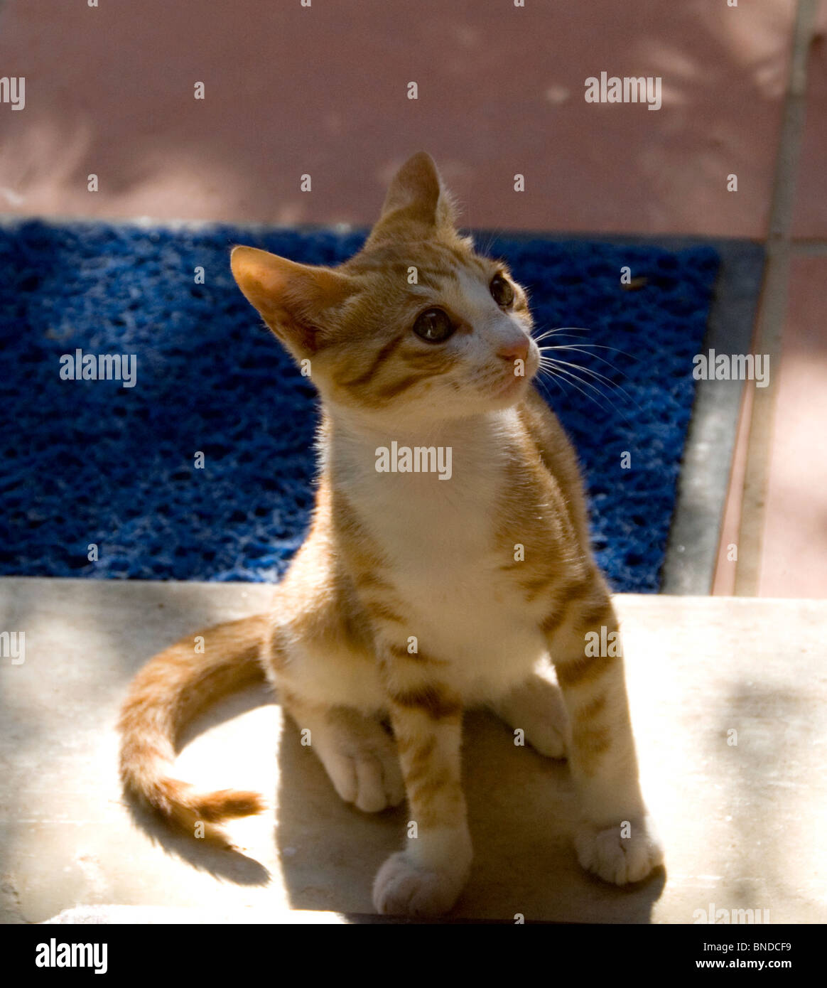 Kitten on doorstep. Stock Photo