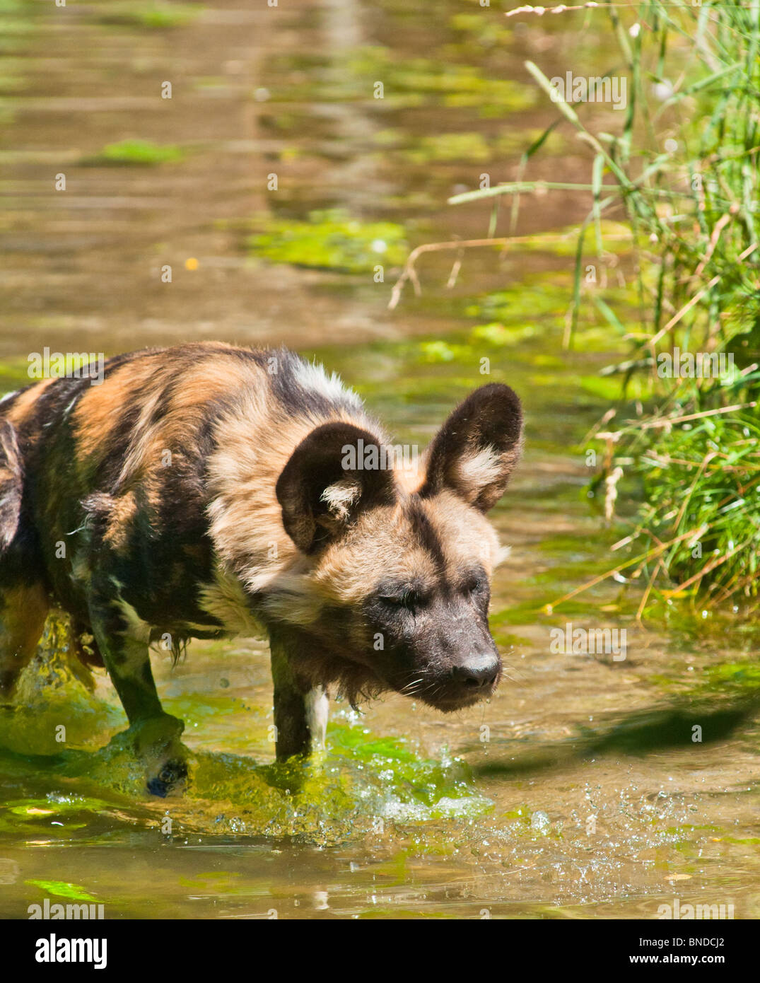 African hunting dog wading through water Stock Photo