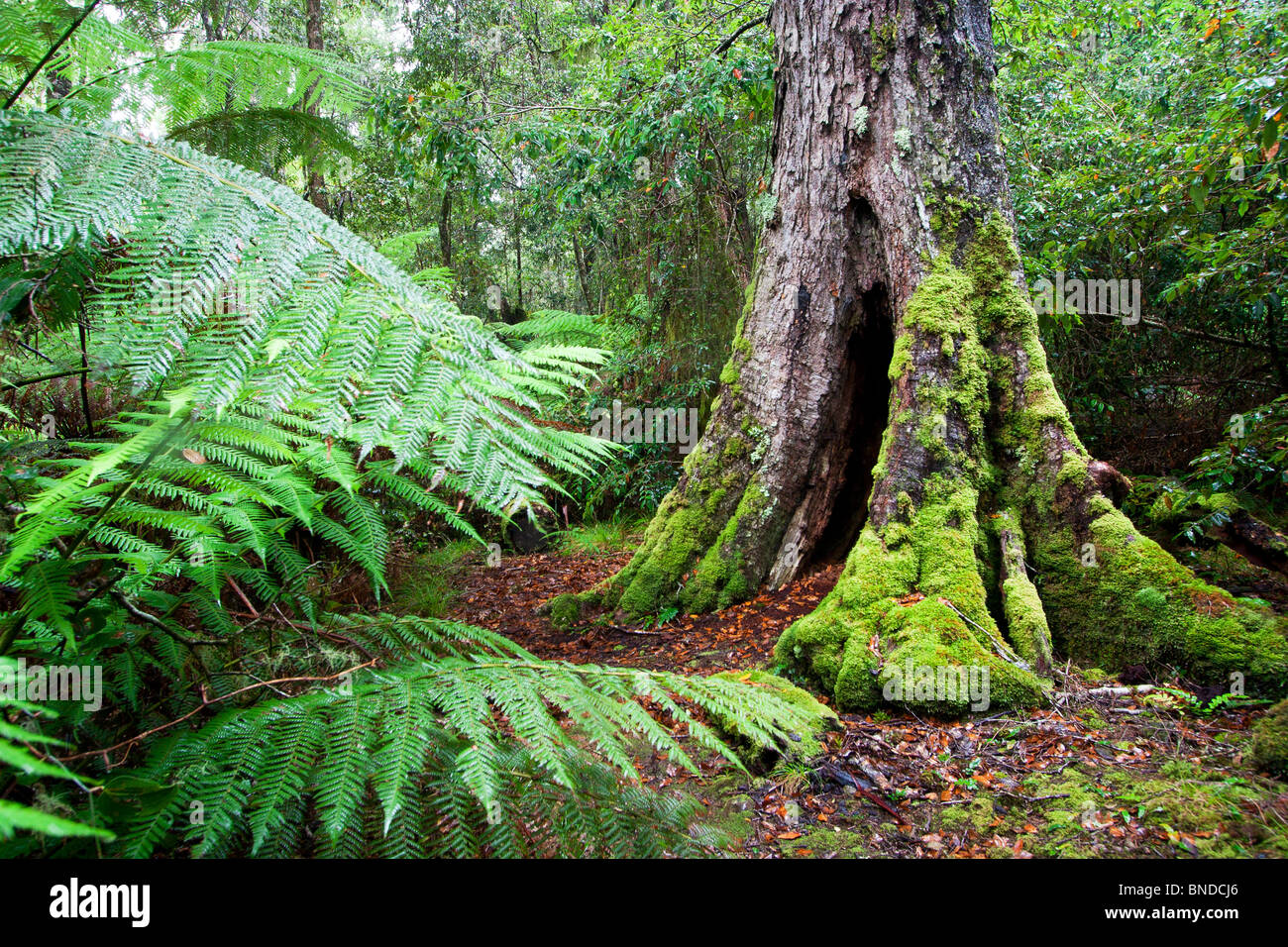 A beautiful moss covered tree (Nothofagus moorei) in lush temperate rainforest, Barrington Tops National Park, Australia Stock Photo