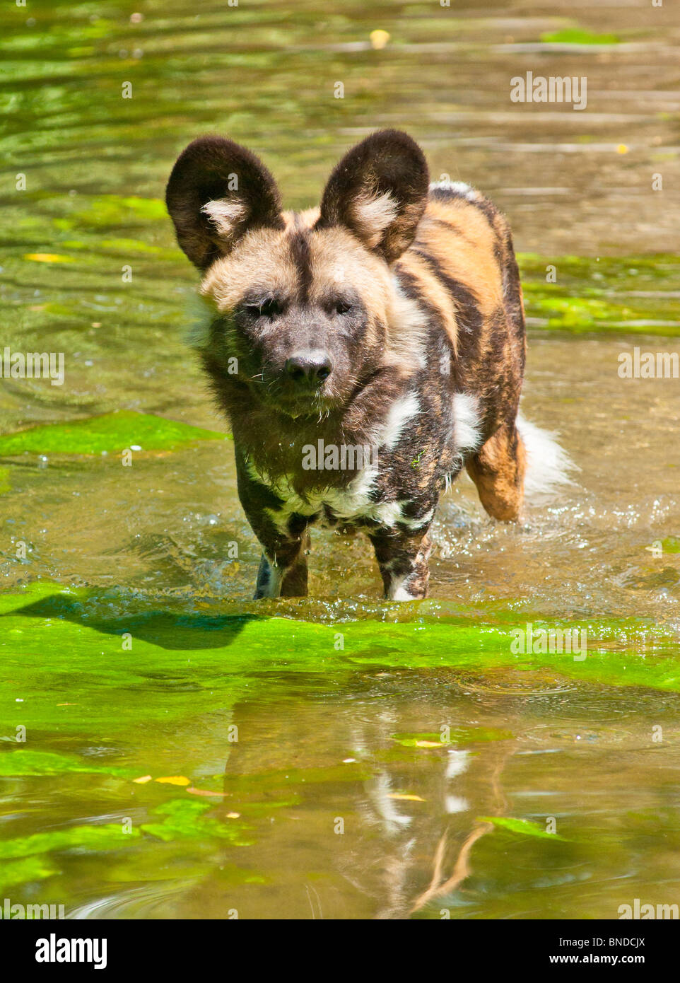 African hunting dog in water Stock Photo