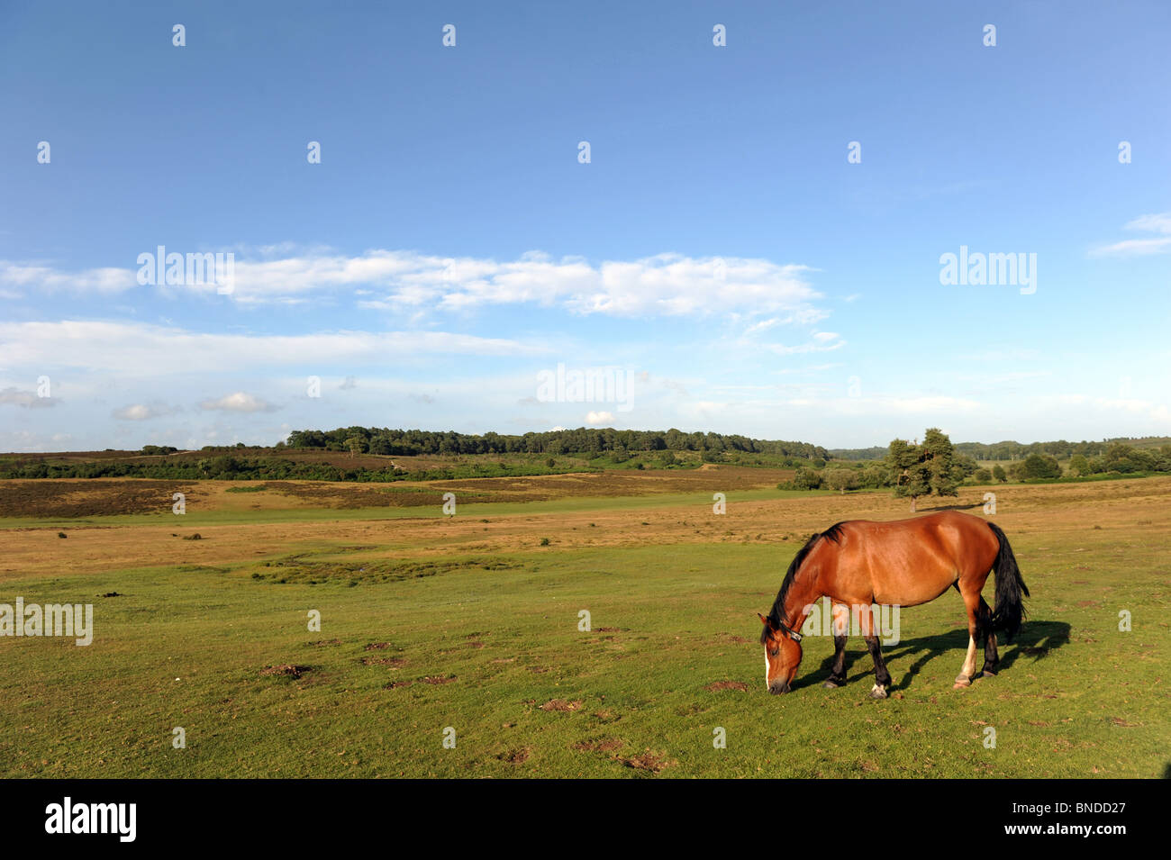 View of the New Forest, Hampshire. UK. Stock Photo