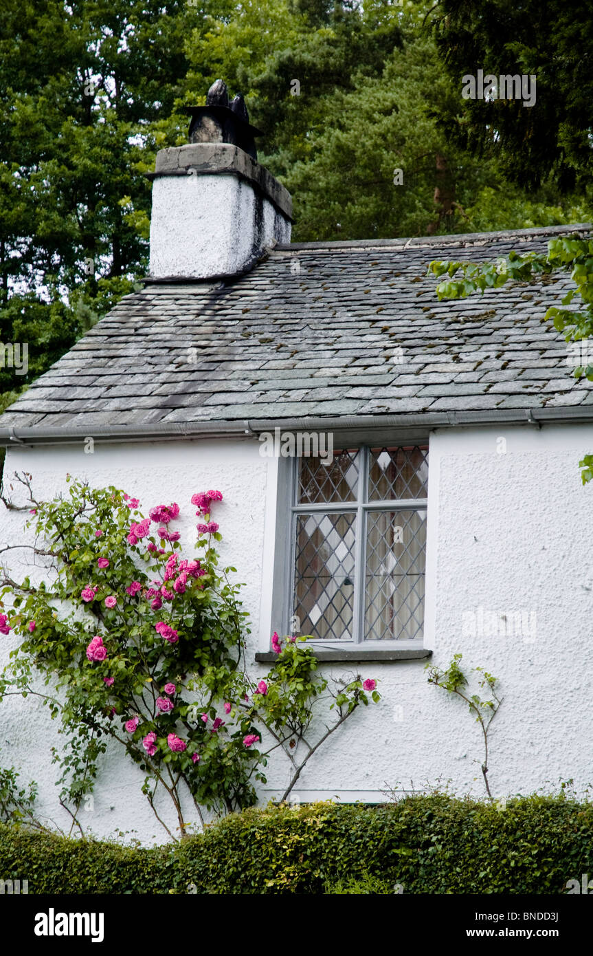 English Cottage Roses Stock Photos English Cottage Roses Stock