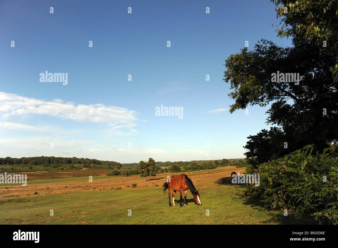 View of the New Forest, Hampshire. UK. Stock Photo
