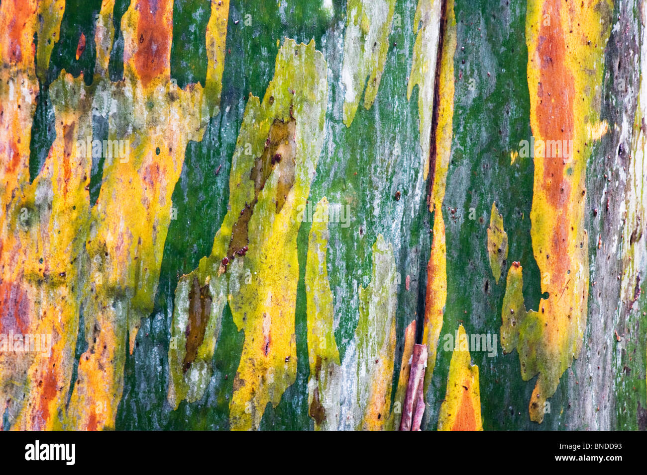 Vivid colours on the bark of a Eucalyptus tree, Barrington Tops, Australia Stock Photo