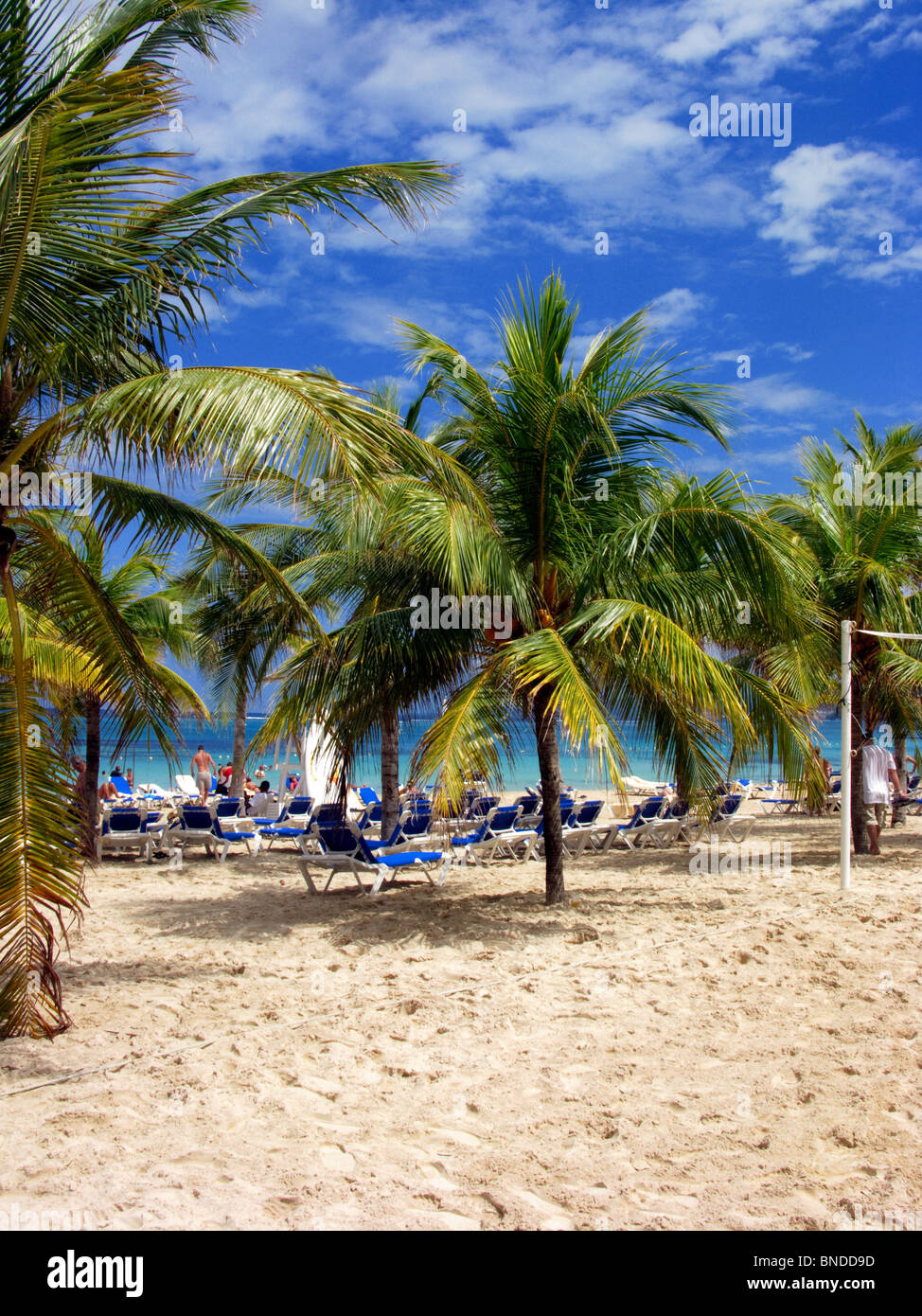 Palm Trees On The Mammee Bay Beach At The RIU Hotel In Ocho Rios Jamaica Stock Photo