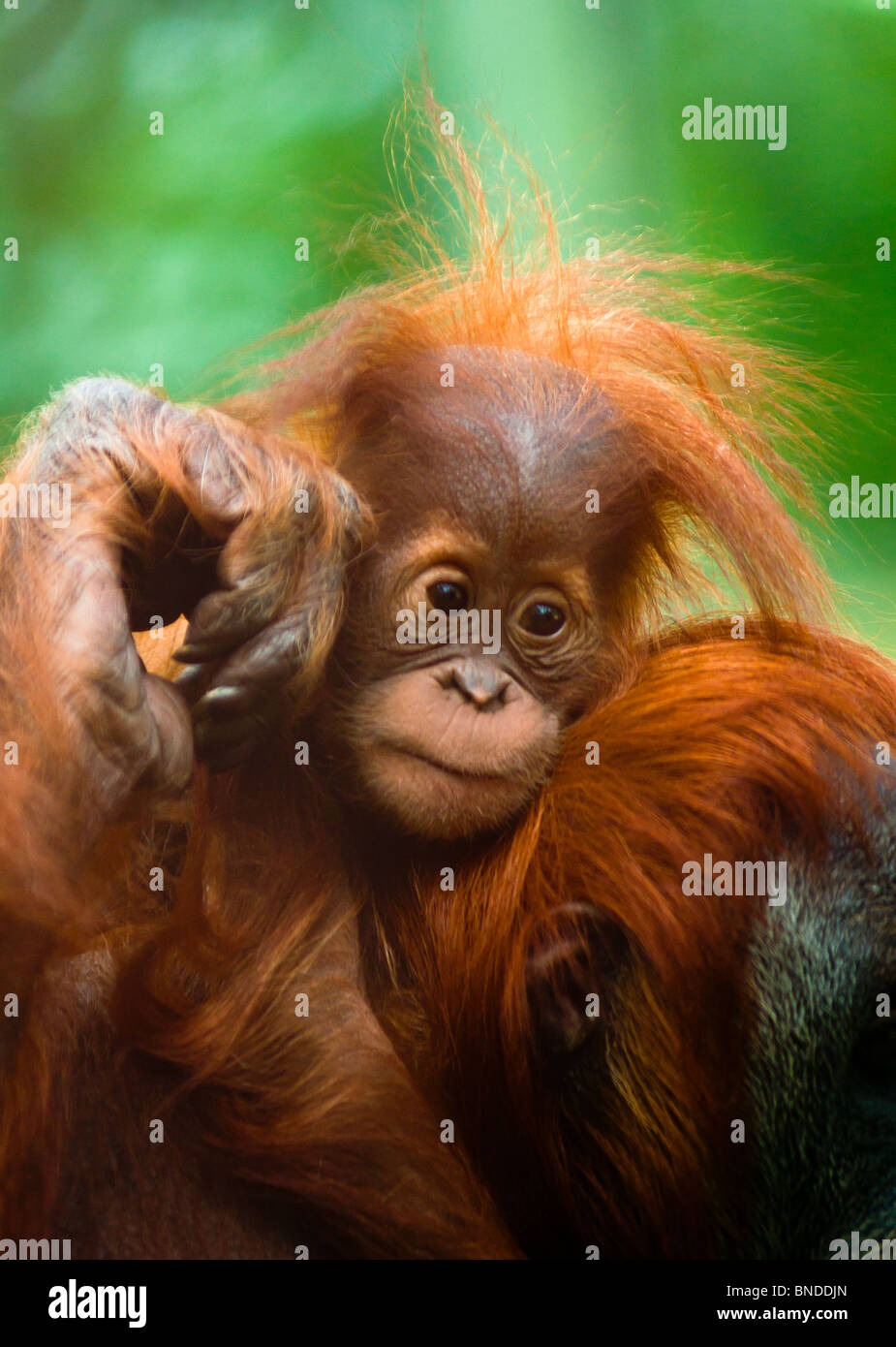 Baby Orangutan riding on its mother's back Stock Photo