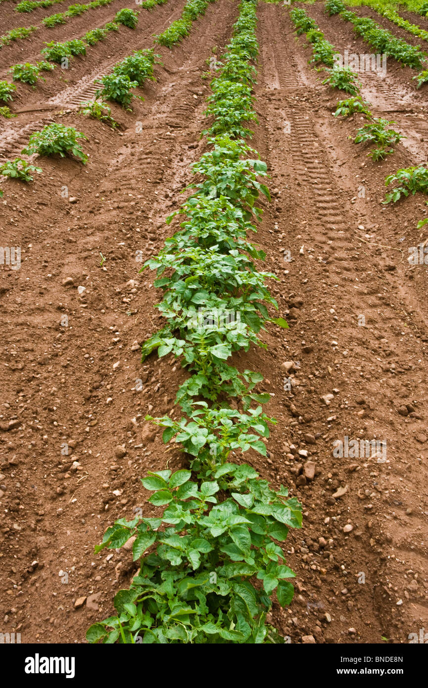 Rows of green potato plants Stock Photo Alamy