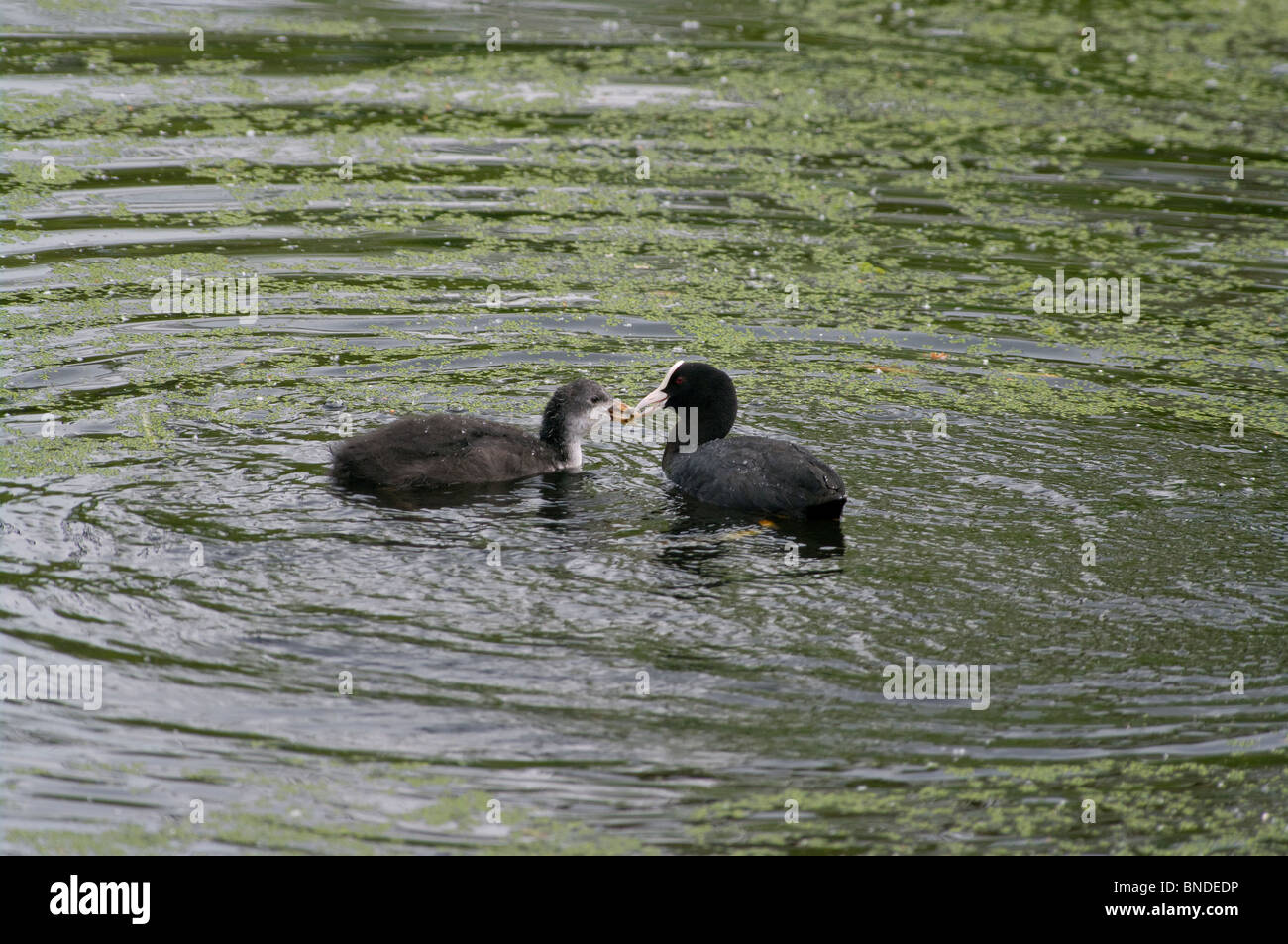 Feeding Moorhens Stock Photo