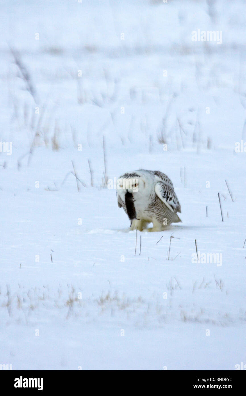 Snowy Owl standing in snow eating a vole Stock Photo Alamy