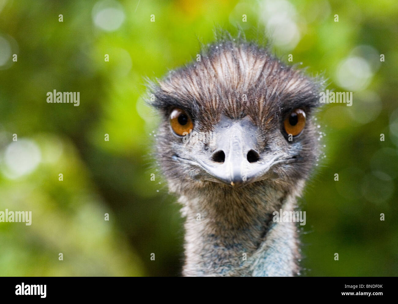 Emu (Dromaius novaehollandiae) looking at the camera, Australia Stock Photo
