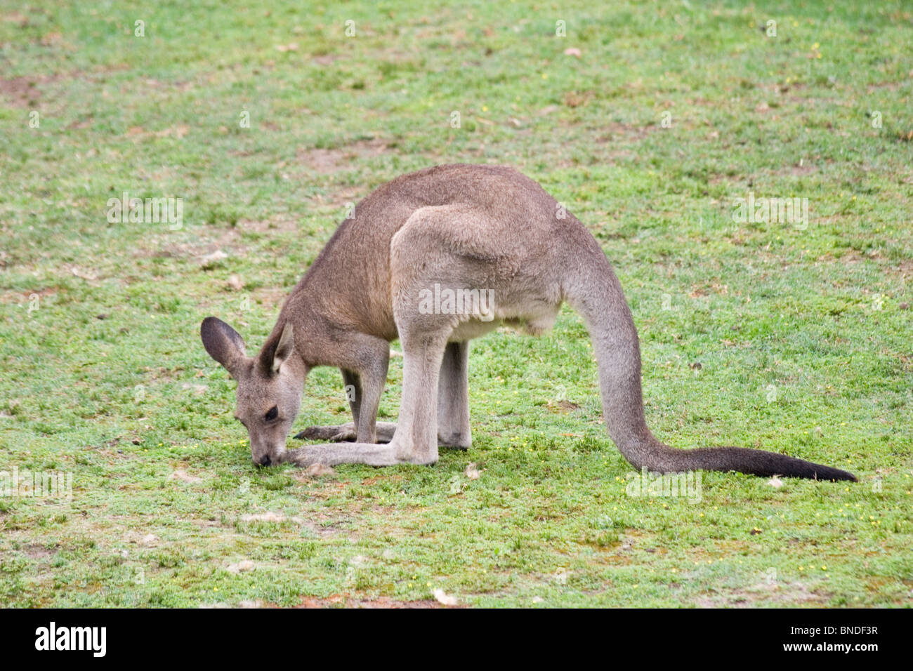 Eastern Grey Kangaroo (Macropus giganteus) grazing, Australia Stock Photo