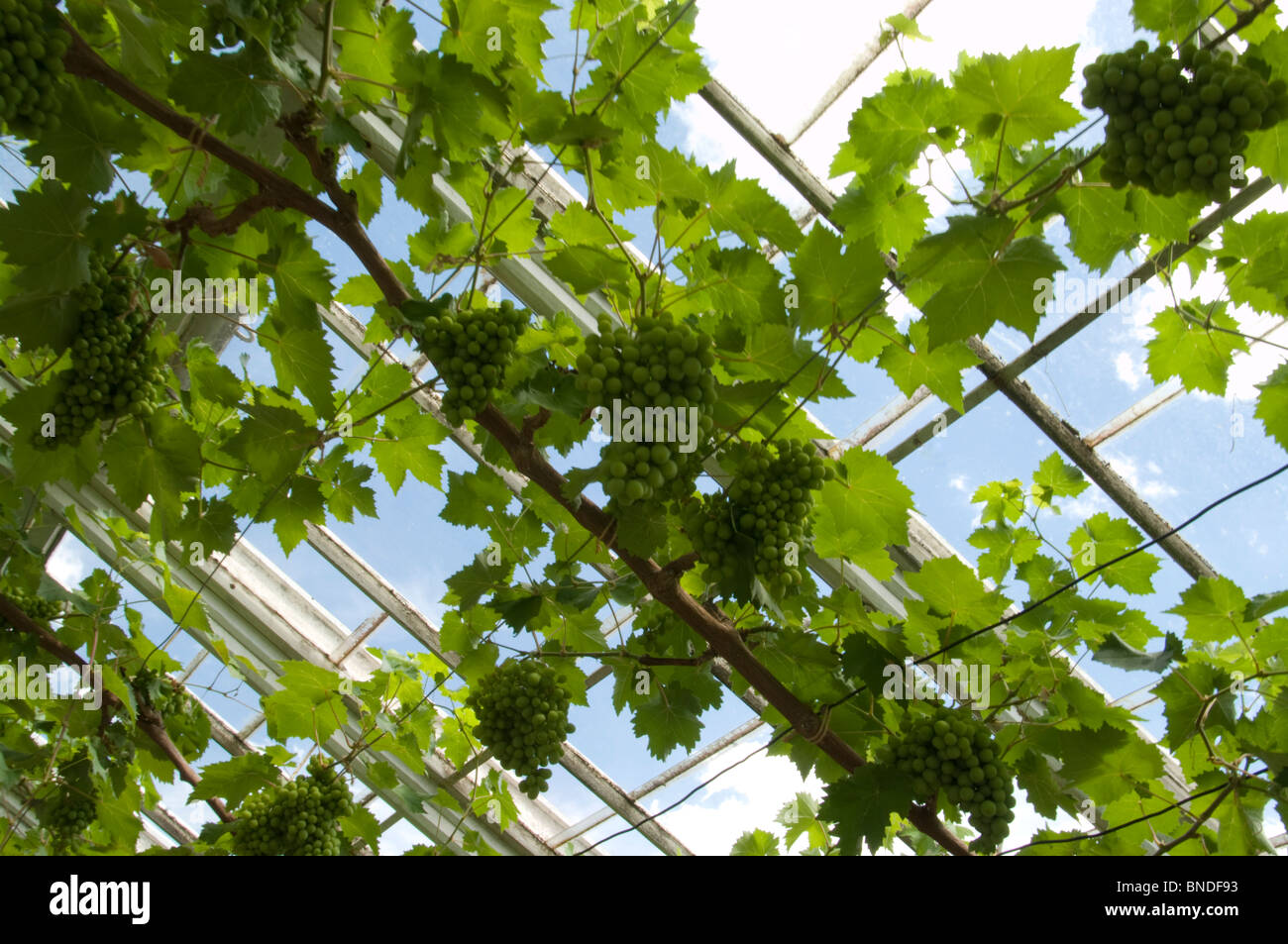 Grapes In Greenhouse High Resolution Stock Photography and Images Alamy