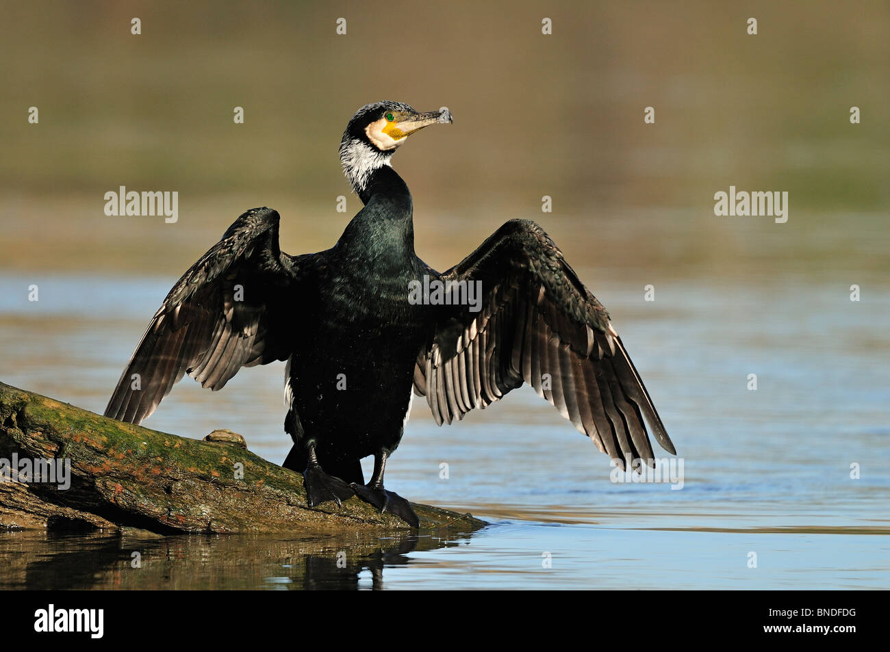 Great cormorant (phalacrocorax carbo sinensis) is drying its feathers after fishing. Stock Photo