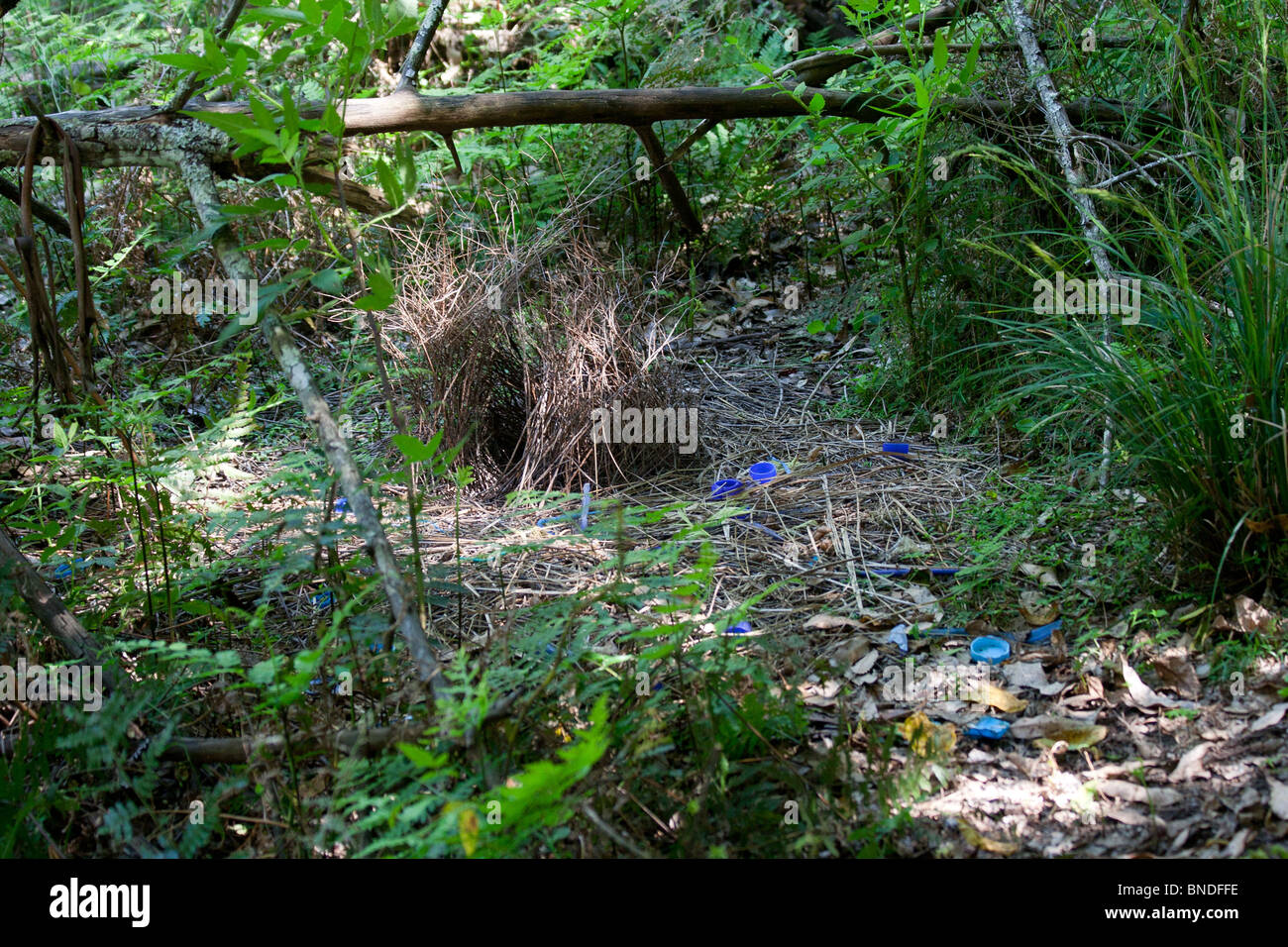 The bower of a Satin Bowerbird (Ptilonorhynchus violaceus) surrounded by blue items collected by the male bird, Australia Stock Photo