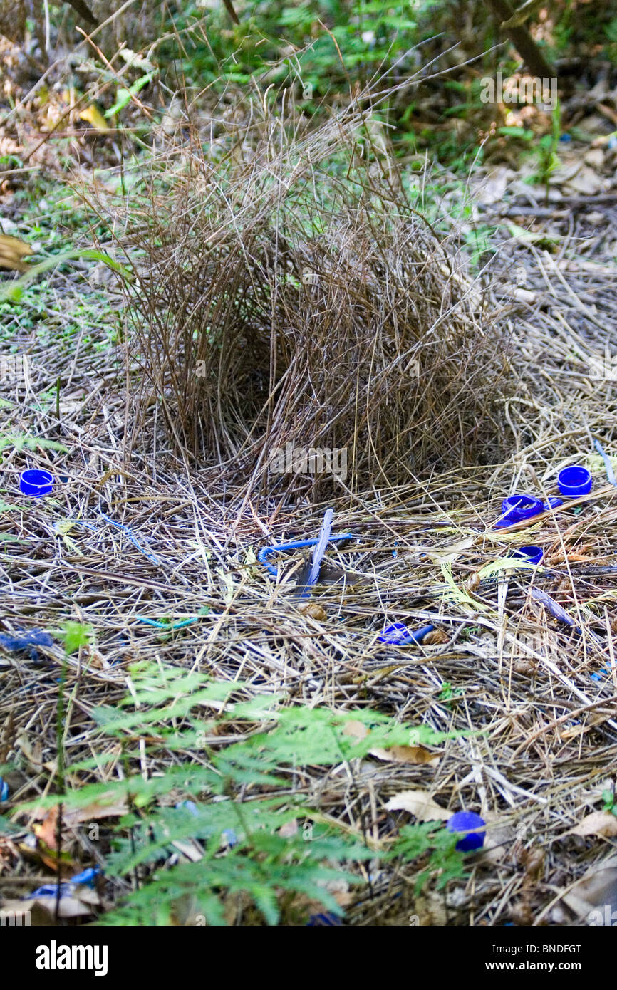 The bower of a Satin Bowerbird (Ptilonorhynchus violaceus) surrounded by blue items collected by the male bird, Australia Stock Photo