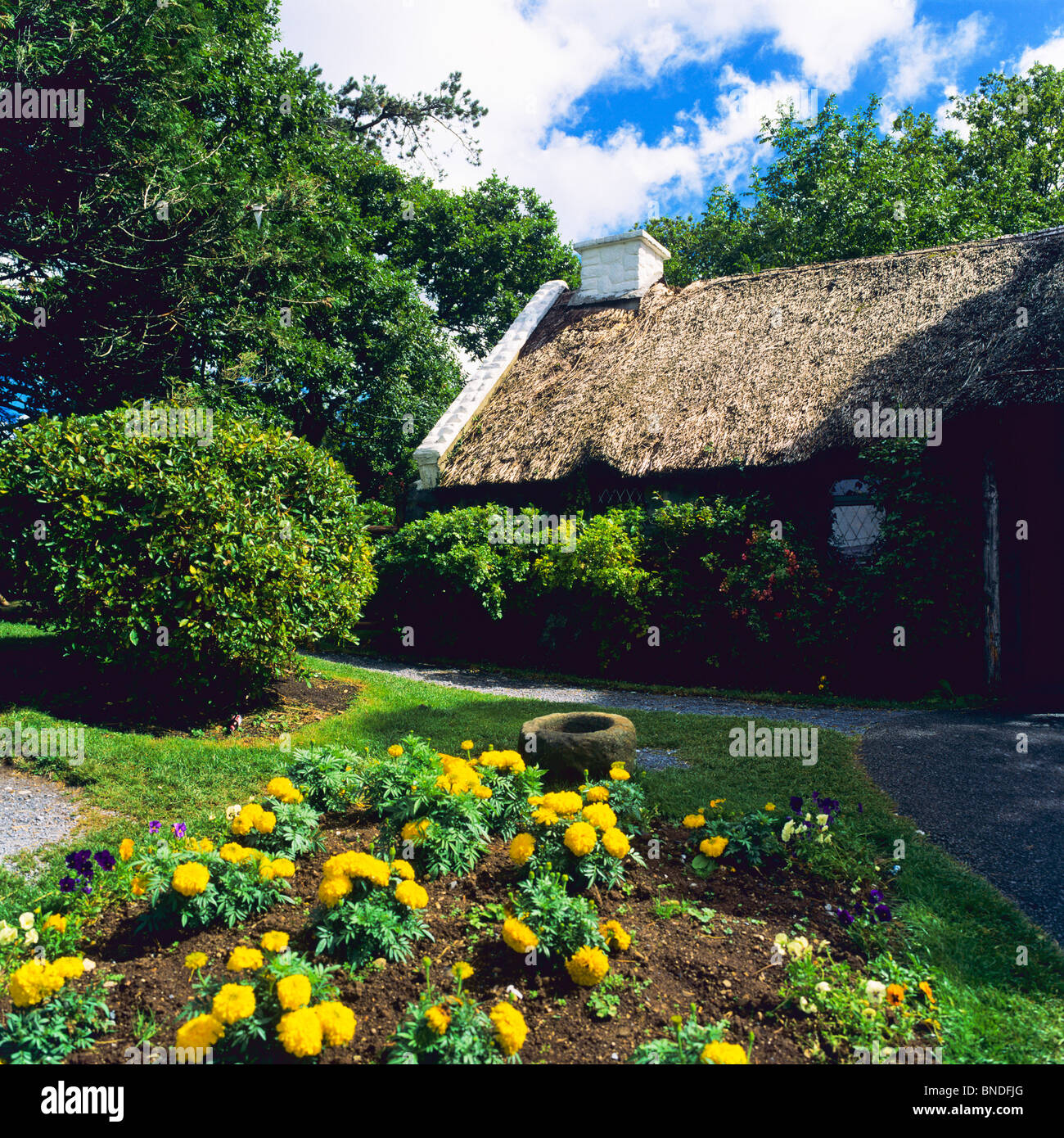 Yellow flowers bed and thatched cottage, 'Maam Cross', Connemara, County Galway, Republic of Ireland Stock Photo