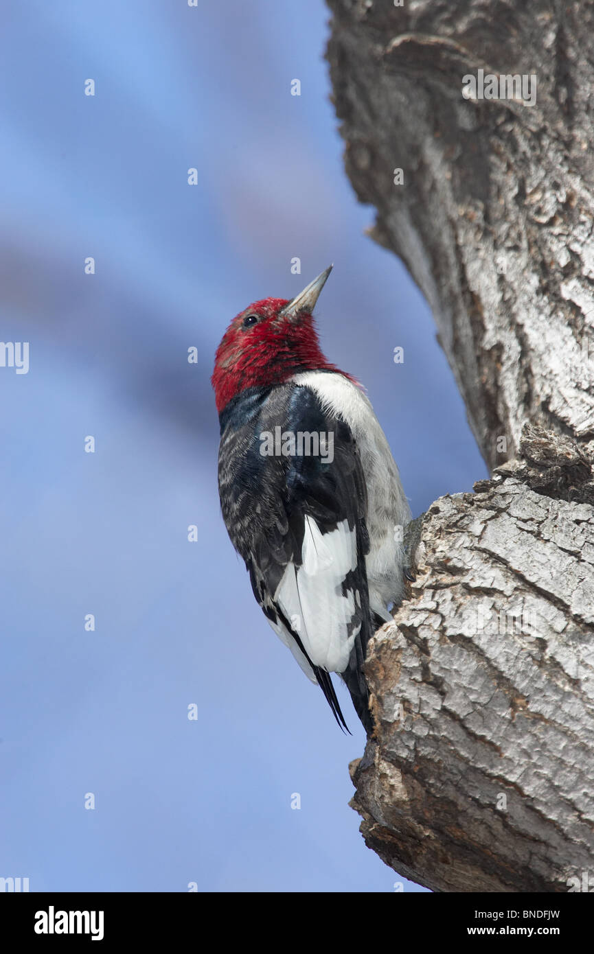 Red headed woodpecker hi-res stock photography and images - Alamy