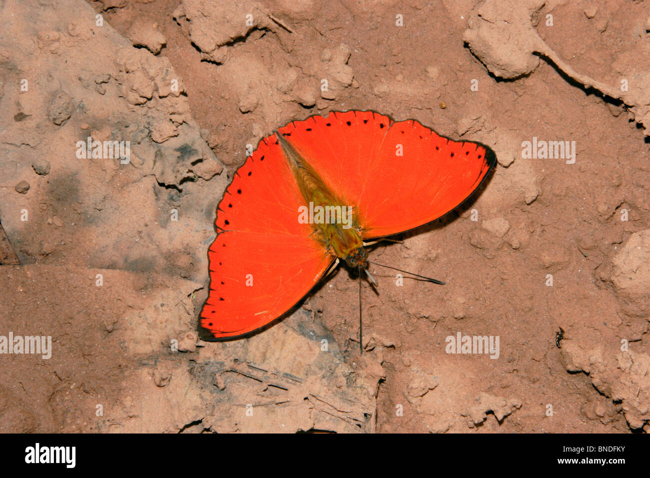 Western Red Glider Butterfly (Cymothoe mabillei Nymphalidae) male