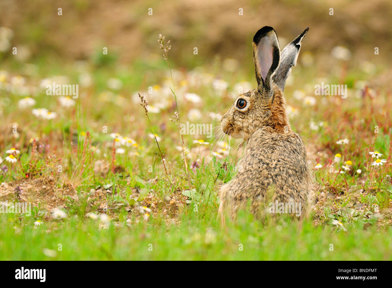 Hare between daisies in the spanish field Stock Photo