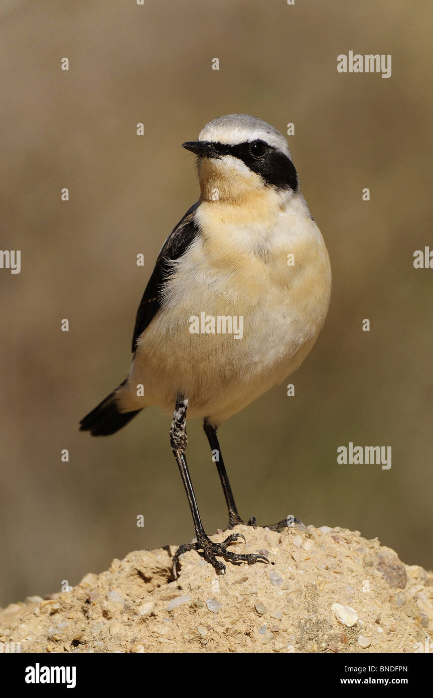 Male of Northern Wheatear (Oenanthe oenanthe) in the moor Stock Photo