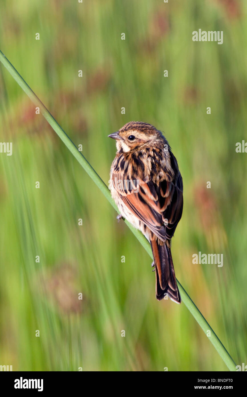 Reed Bunting; Emberiza schoeniclus; on a reed Stock Photo