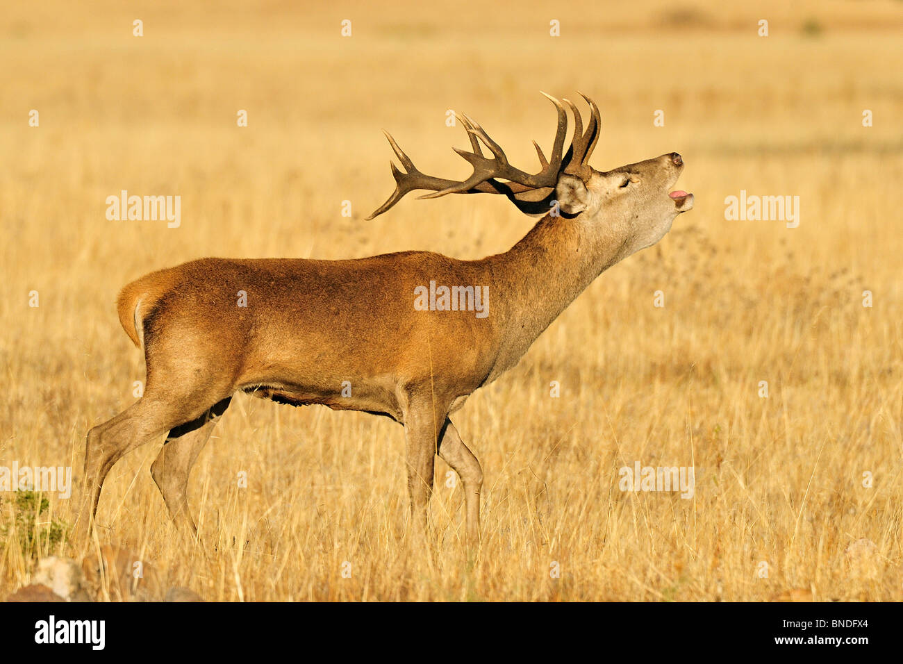 Deer roaring (Cervus elaphus) in the National Park of Cabañeros, in Spain. Stock Photo