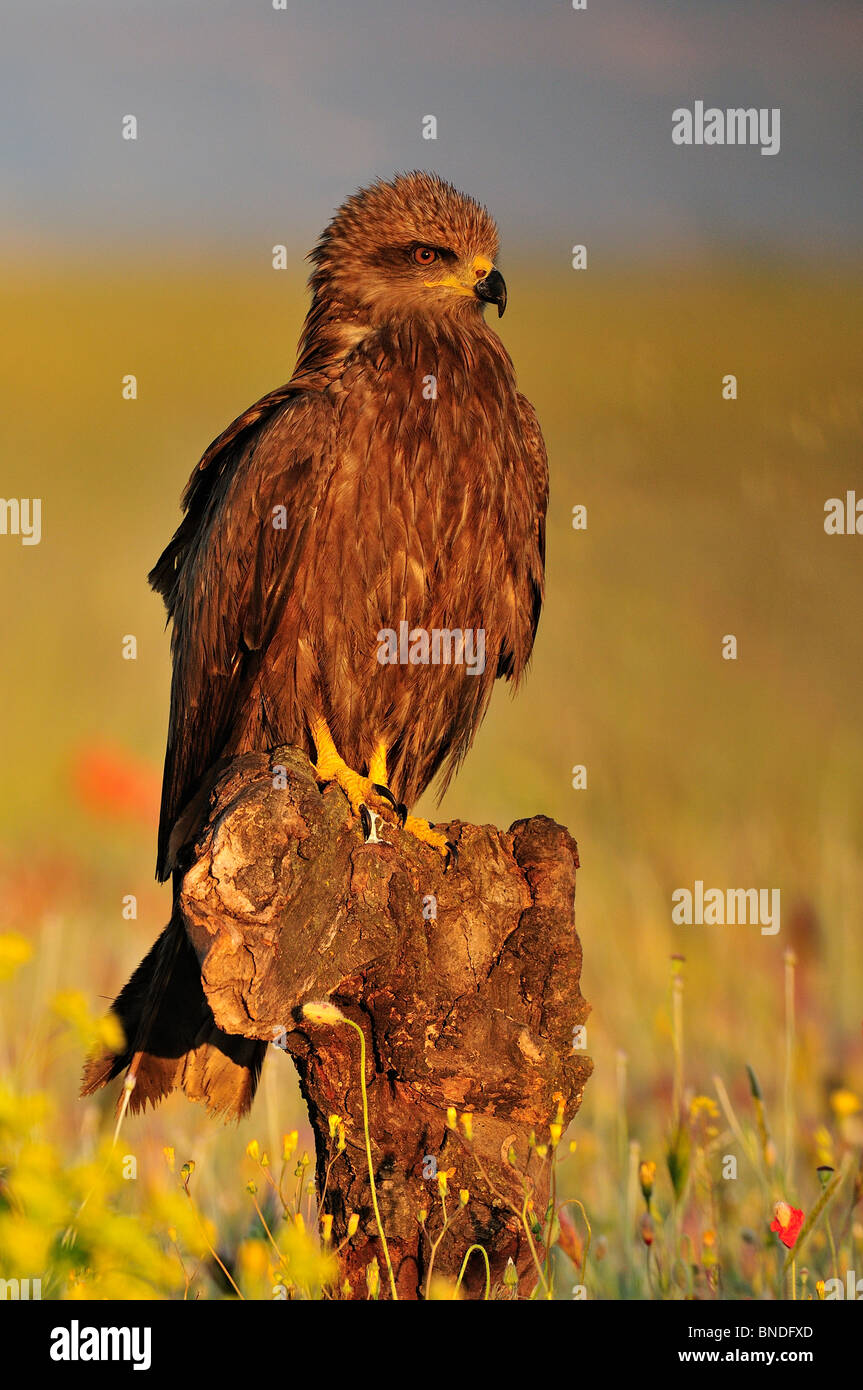 Black Kite (milvus migrans) perched in a trunk to the dawn in the Spanish field. Stock Photo