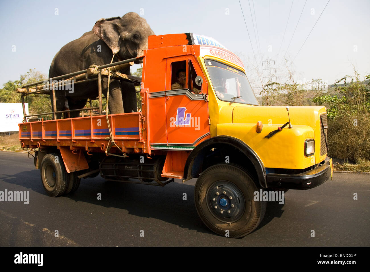 An elephant is transported by truck on a highway in Kerala, India. Stock Photo