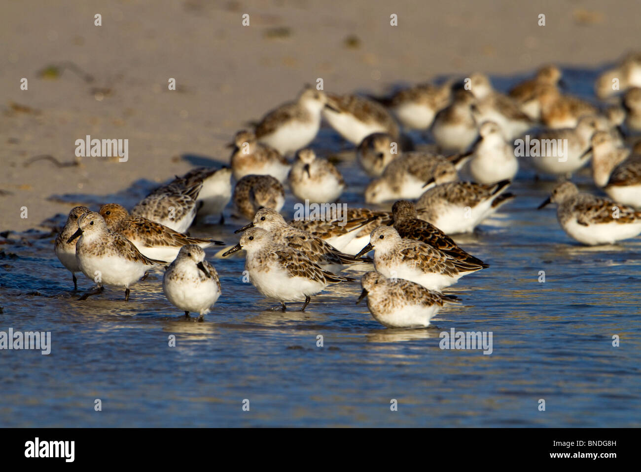 Sanderling; Calidris alba; at the edge of the sea; Cornwall Stock Photo