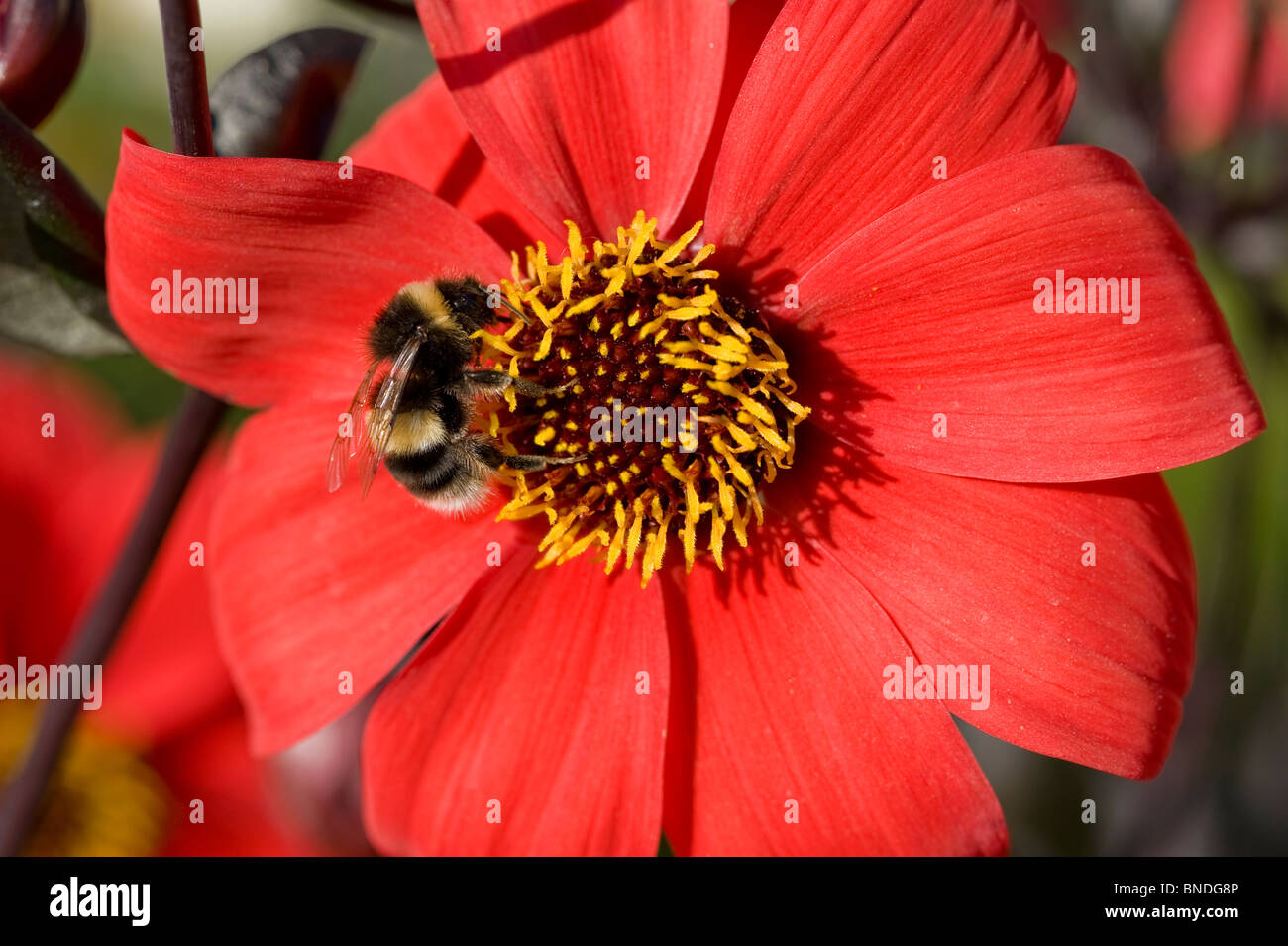 Bumble bee feeding on Dahlia Stock Photo