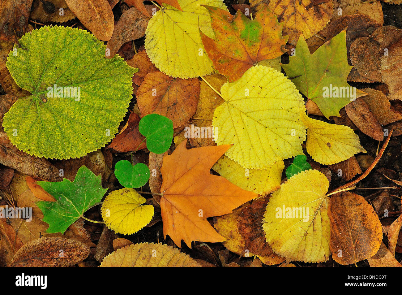 Autumn composition with fallen. Stock Photo