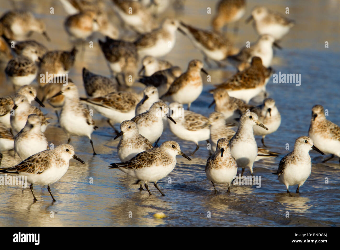 Sanderling; Calidris alba; at the edge of the sea; Cornwall Stock Photo