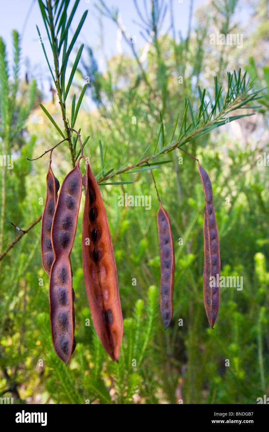 Seed pods hanging on a plant (acacia), Royal National Park, Sydney, Australia Stock Photo