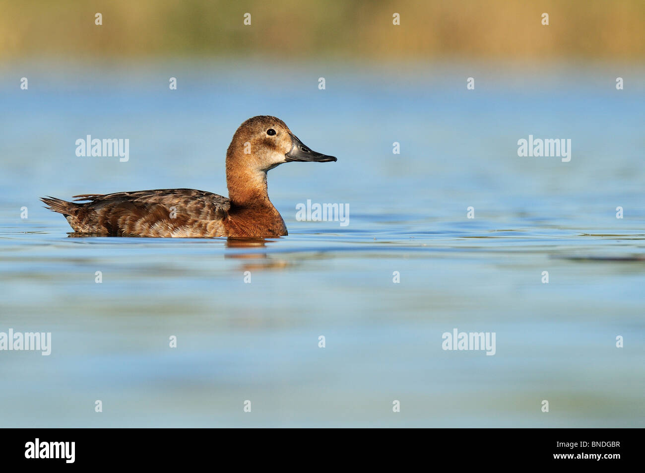 Female of Common Pochard (Aythya ferina). Stock Photo