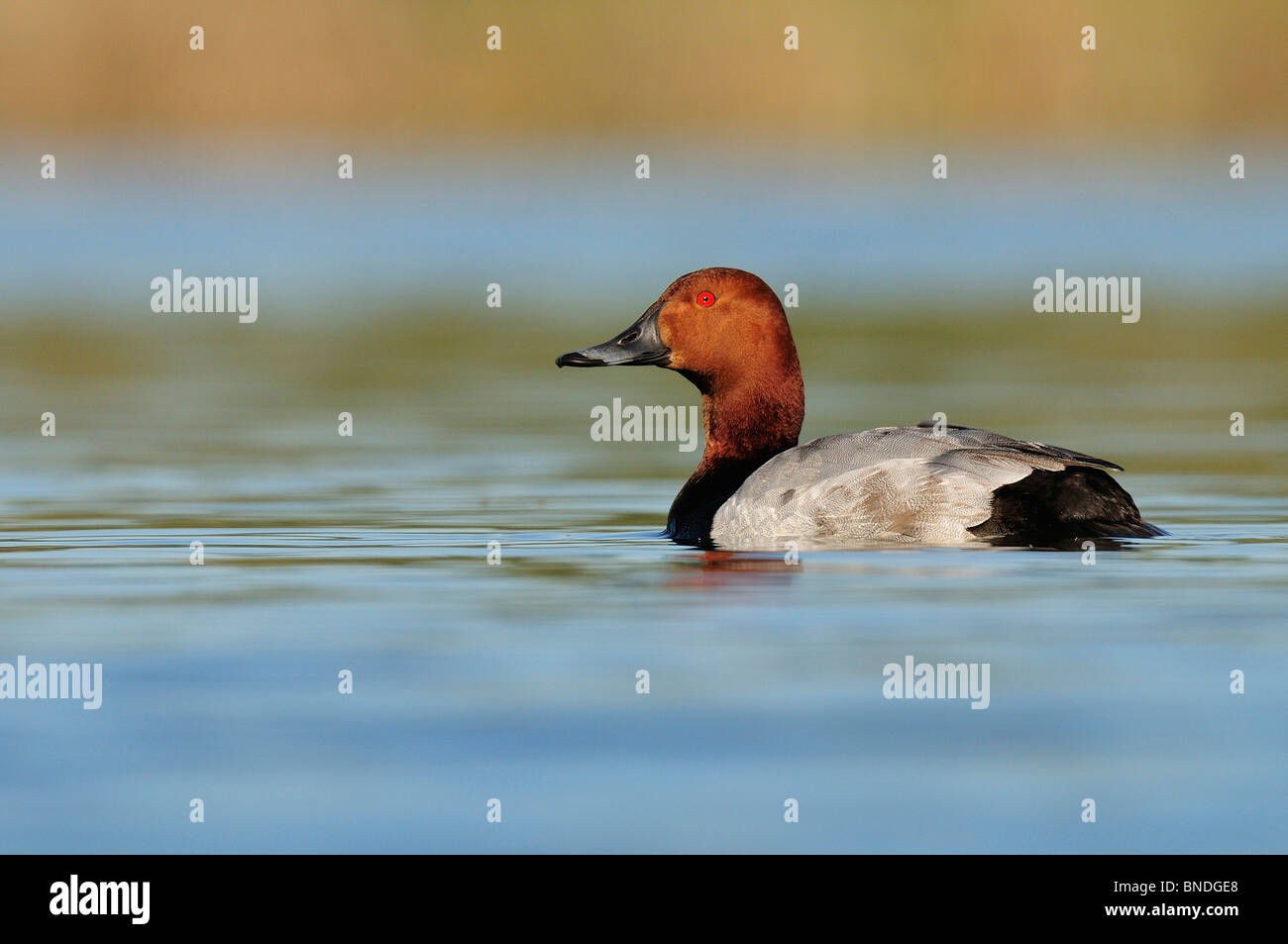 Common Pochard (Aythya ferina), male. Stock Photo