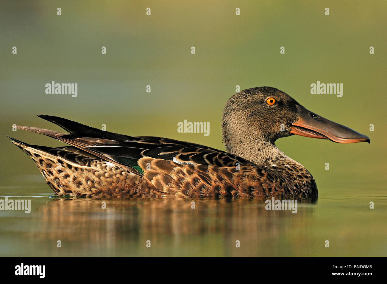 A male Northern Shoveler (Anas clypeata) in eclipse plumage Stock Photo