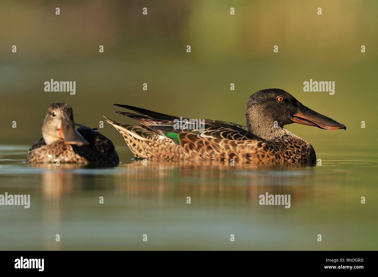 A male and young of Northern Shoveler (Anas clypeata) in eclipse plumage. Stock Photo