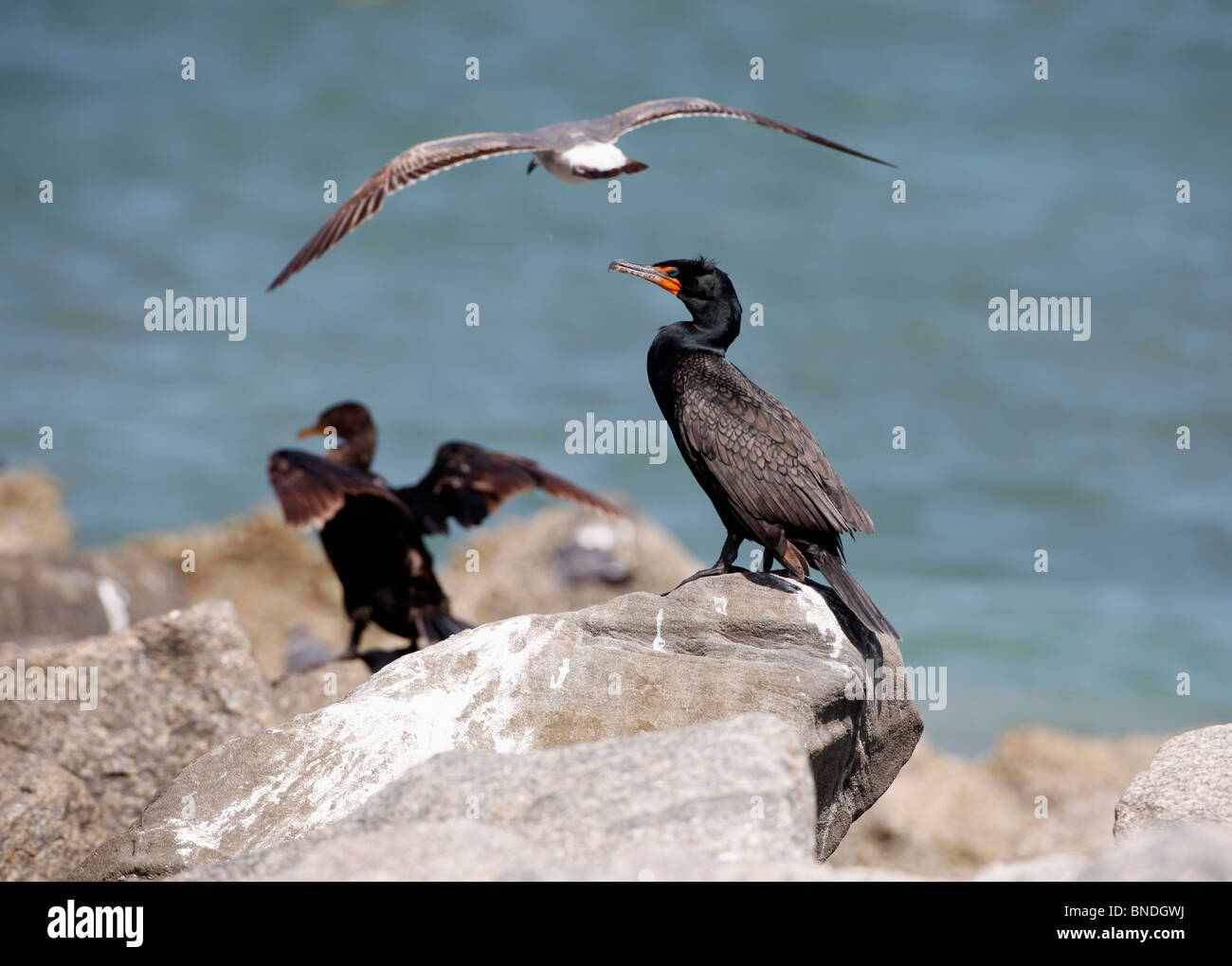 The Double-crested Cormorant Florida sunning Stock Photo