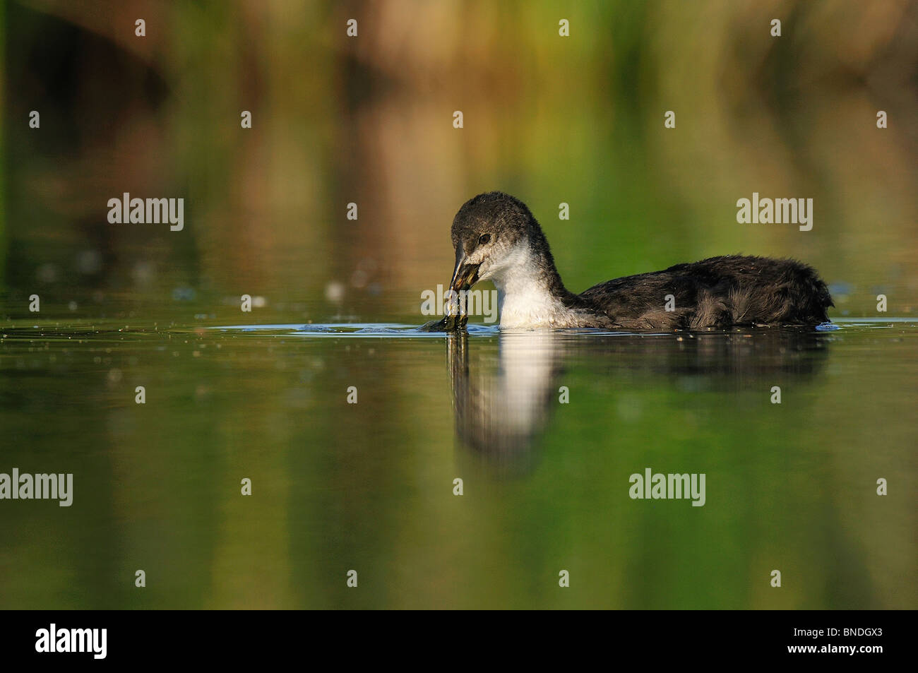 Young of Eurasian Coot (Fulica atra) feeding of vegetable material in the wetland Stock Photo