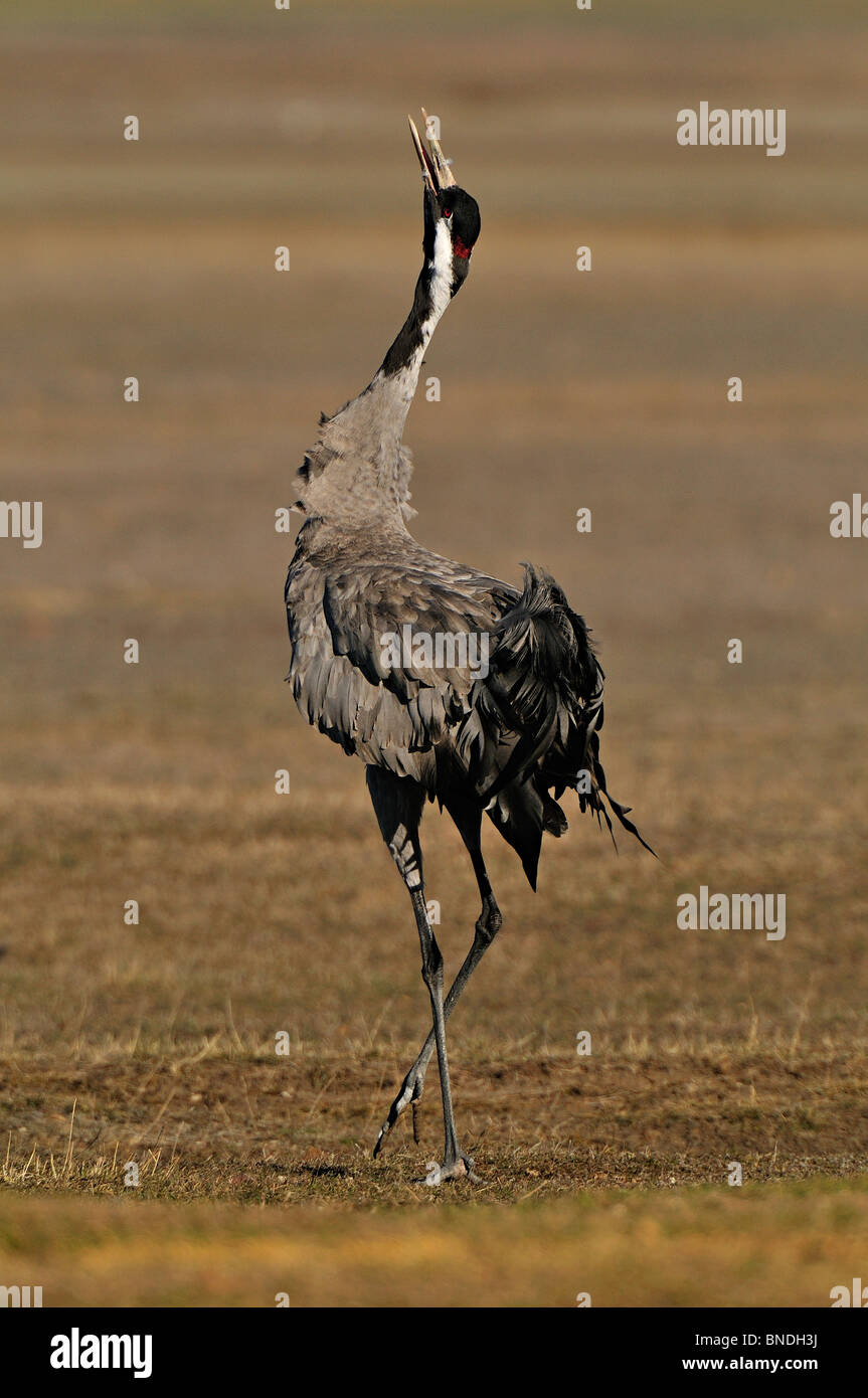 Common Crane (Grus grus)  singing in the period prenupcial, before the migration. Stock Photo