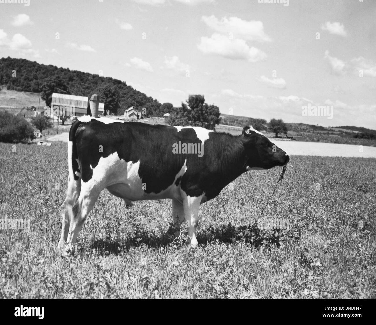 Holstein Bull High Resolution Stock Photography and Images Alamy