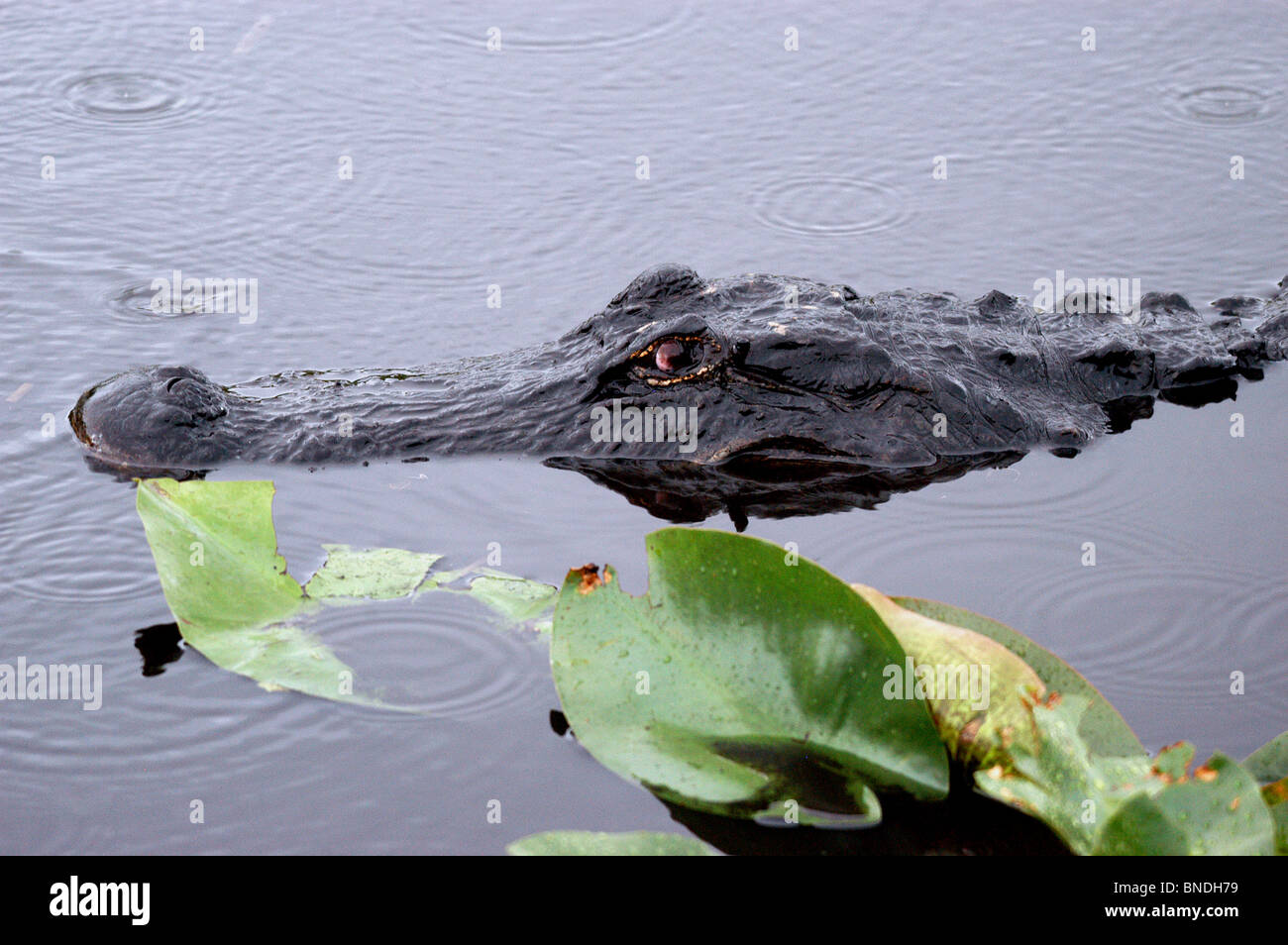 The alligator is notorious for its bone crushing bites. In addition, the alligator living in Florida Stock Photo