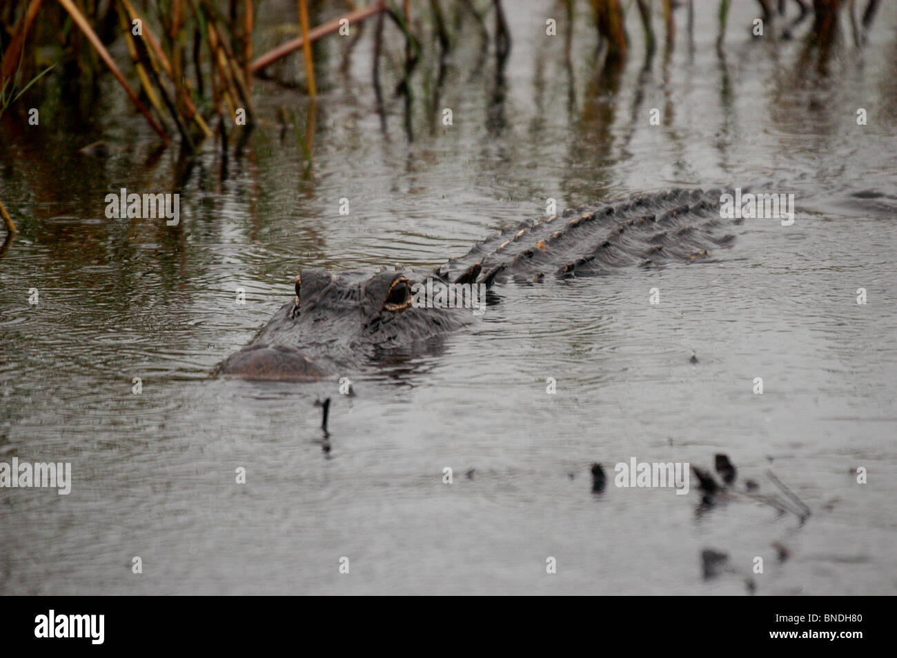 The alligator is notorious for its bone crushing bites. In addition, the alligator living in Florida Stock Photo