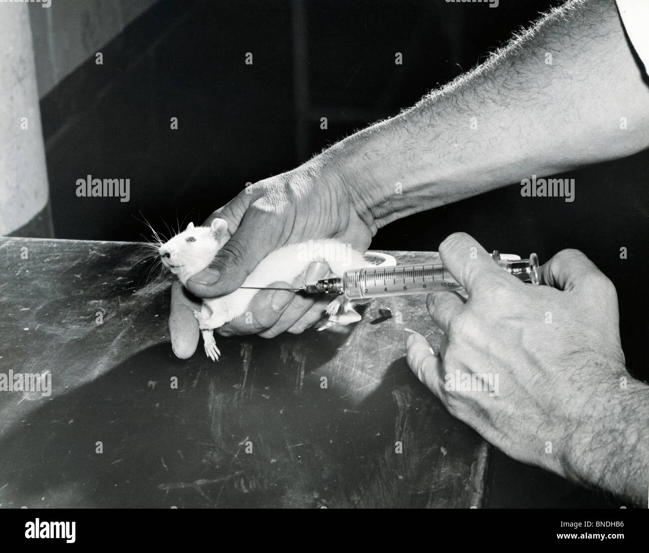 Close-up of a scientist injecting a rat Stock Photo