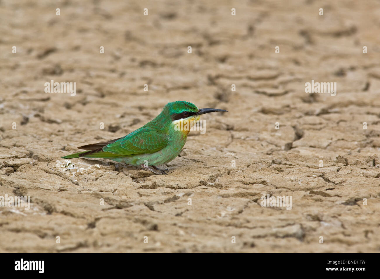 Blue-cheeked Bee Eater Merops persicus Little Rann of khachch Gujrat India Stock Photo